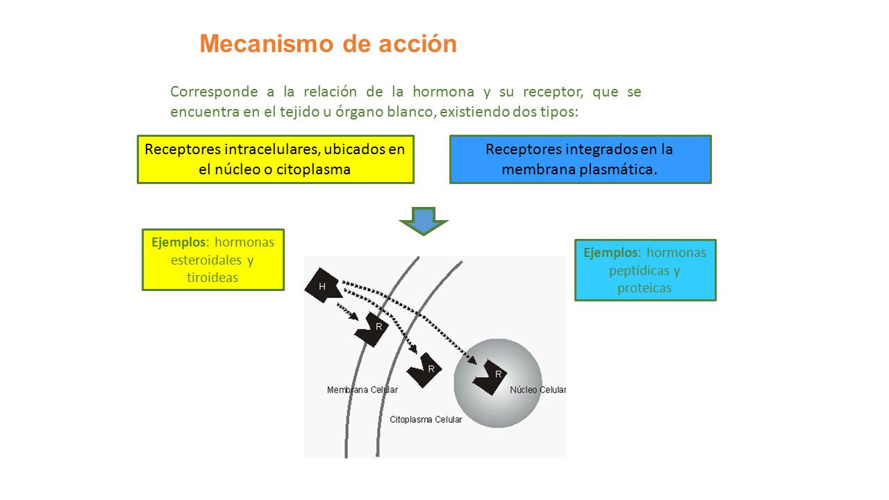 Mecanismo de acción Corresponde a la relación de la hormona y su receptor, que se encuentra en el tejido u órgano blanco, existiendo dos tipos: