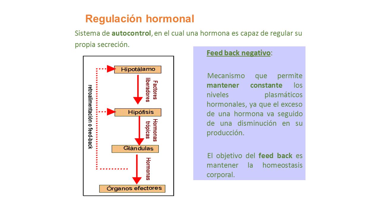 Regulación hormonal Sistema de autocontrol, en el cual una hormona es capaz de regular su. propia secreción.
