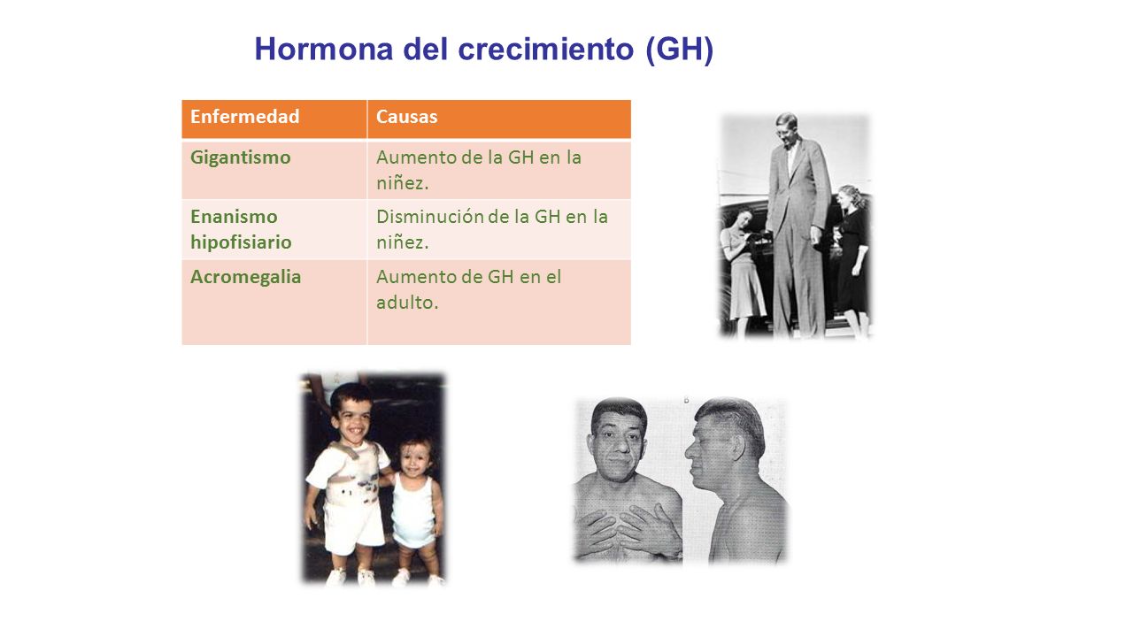 Hormona del crecimiento (GH)