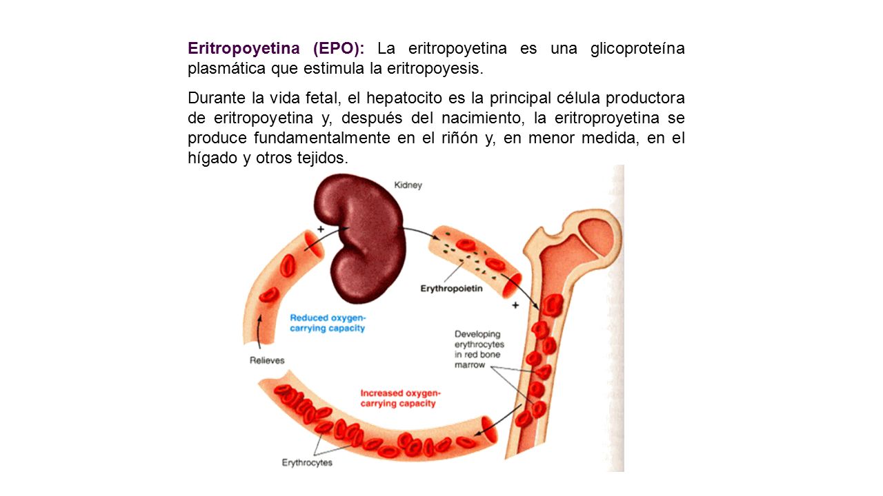Eritropoyetina (EPO): La eritropoyetina es una glicoproteína plasmática que estimula la eritropoyesis.