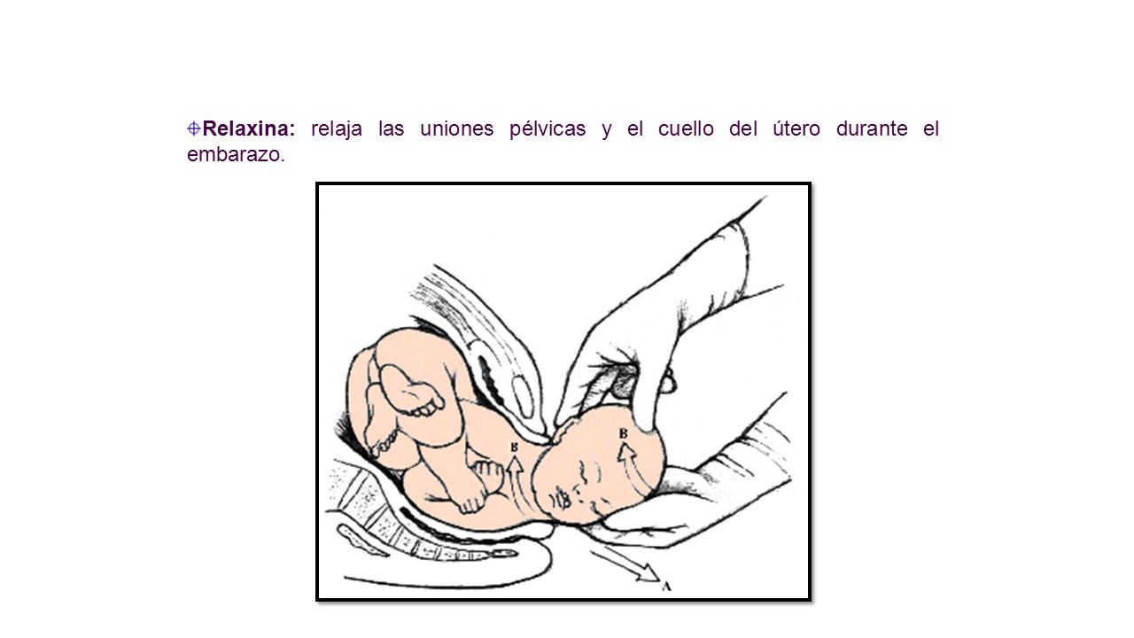 Relaxina: relaja las uniones pélvicas y el cuello del útero durante el embarazo.
