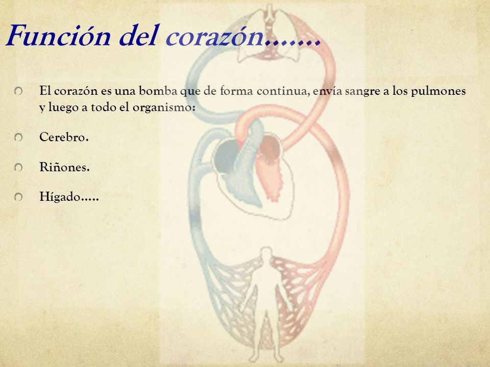 Función del corazón……. El corazón es una bomba que de forma continua, envía sangre a los pulmones y luego a todo el organismo: