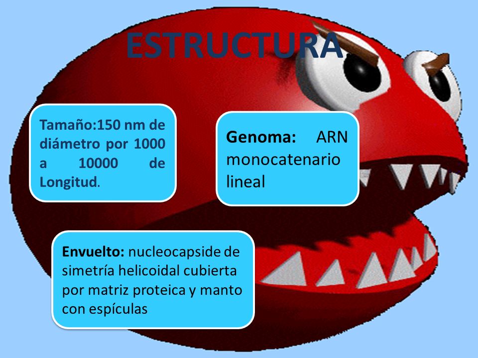 ESTRUCTURA. Genoma: ARN monocatenario lineal