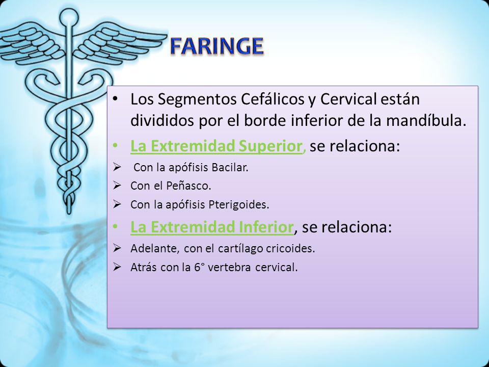 FARINGE Los Segmentos Cefálicos y Cervical están divididos por el borde inferior de la mandíbula. La Extremidad Superior, se relaciona: