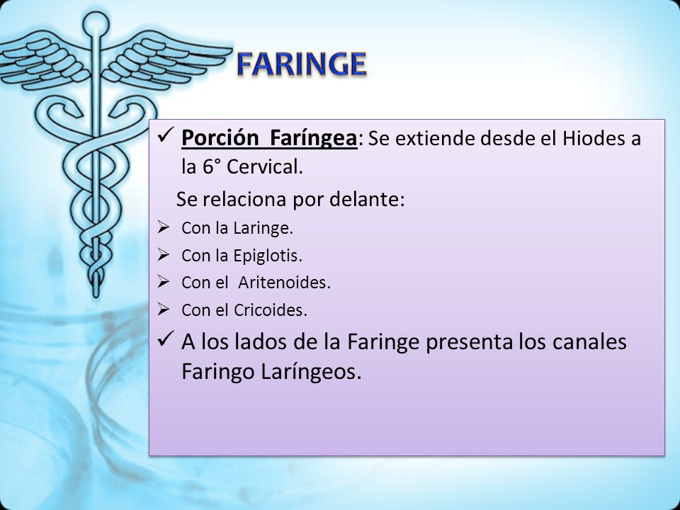 FARINGE Porción Faríngea: Se extiende desde el Hiodes a la 6° Cervical. Se relaciona por delante: