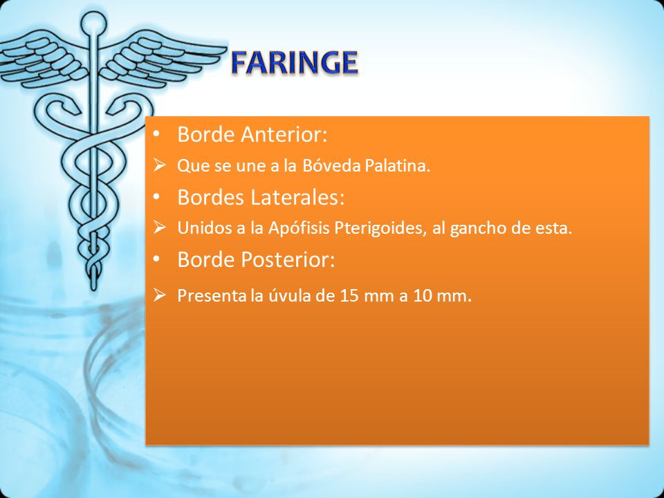 FARINGE Borde Anterior: Bordes Laterales: Borde Posterior:
