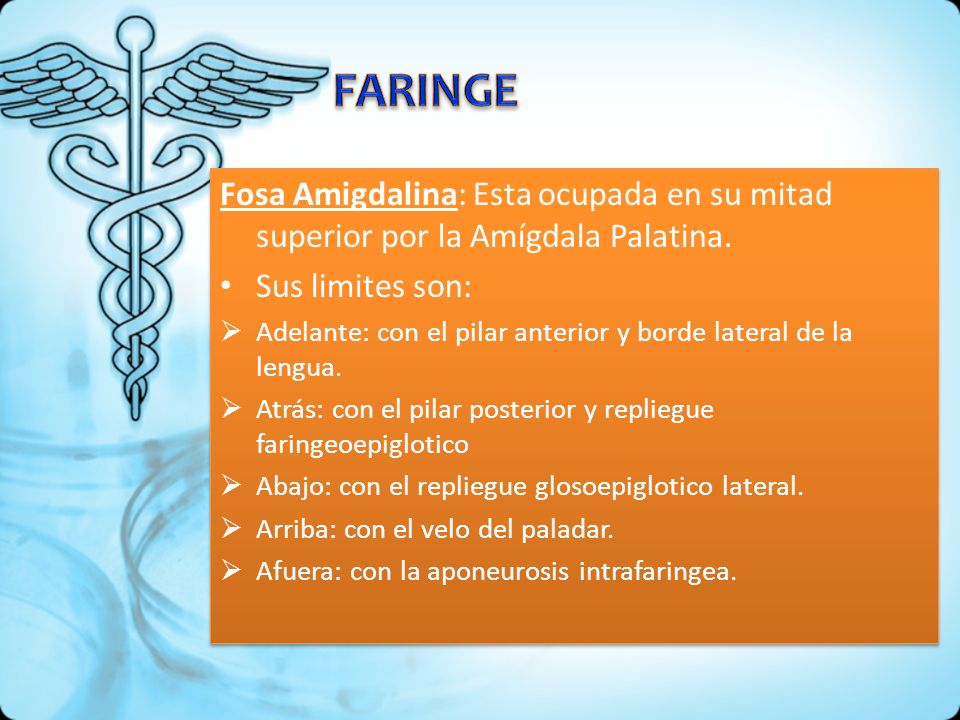 FARINGE Fosa Amigdalina: Esta ocupada en su mitad superior por la Amígdala Palatina. Sus limites son: