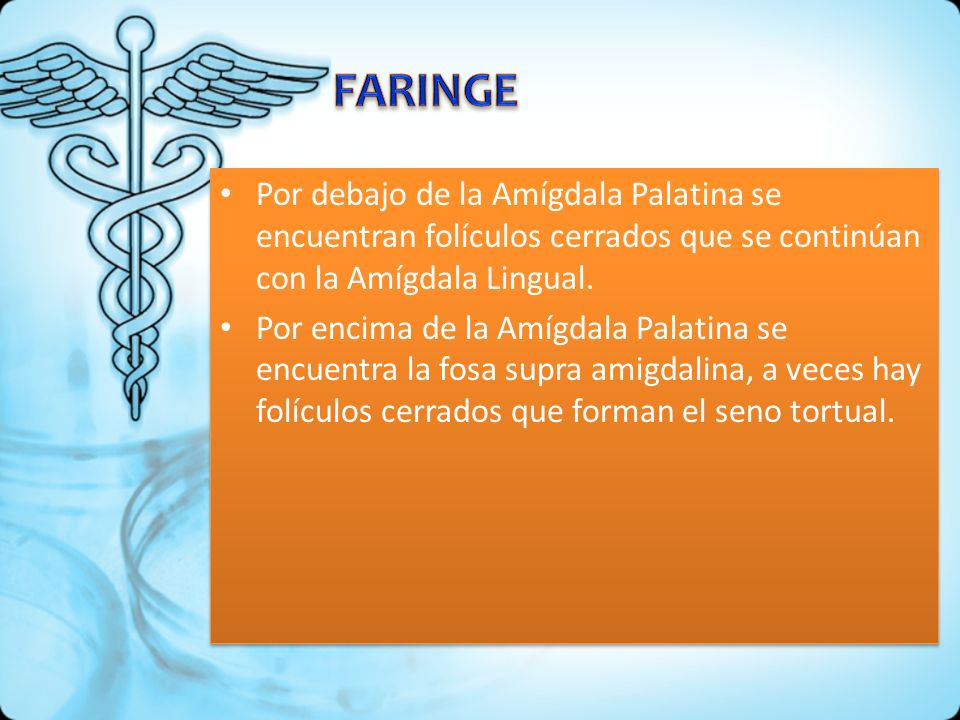 FARINGE Por debajo de la Amígdala Palatina se encuentran folículos cerrados que se continúan con la Amígdala Lingual.