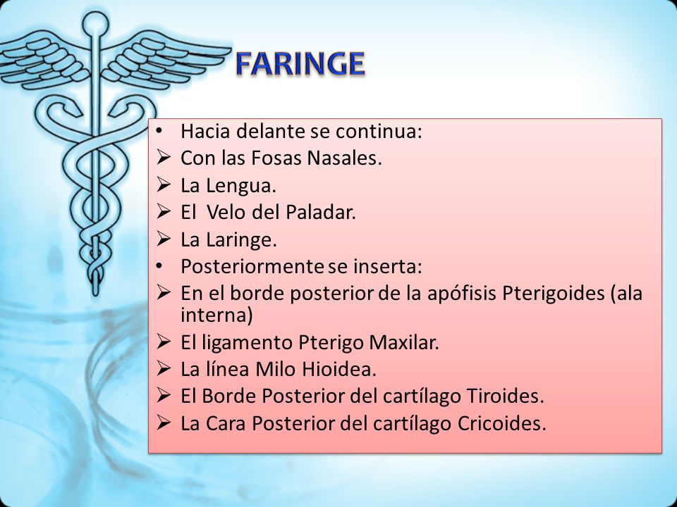 FARINGE Hacia delante se continua: Con las Fosas Nasales. La Lengua.