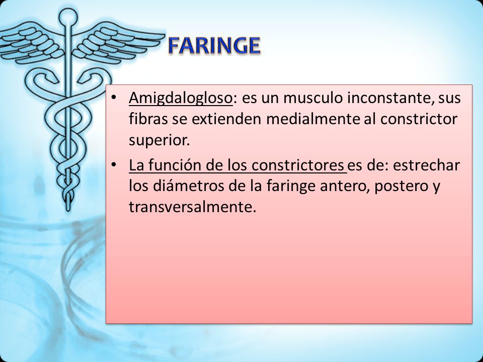 FARINGE Amigdalogloso: es un musculo inconstante, sus fibras se extienden medialmente al constrictor superior.