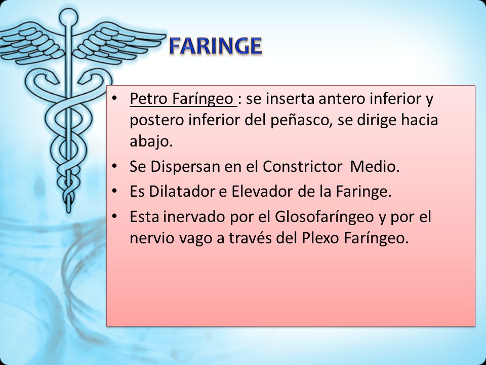 FARINGE Petro Faríngeo : se inserta antero inferior y postero inferior del peñasco, se dirige hacia abajo.