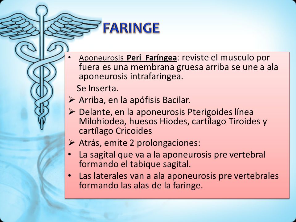 FARINGE Se Inserta. Arriba, en la apófisis Bacilar.