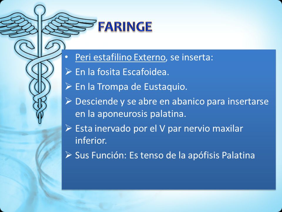 FARINGE Peri estafilino Externo, se inserta: En la fosita Escafoidea.