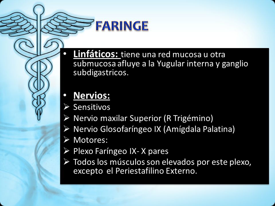 FARINGE Linfáticos: tiene una red mucosa u otra submucosa afluye a la Yugular interna y ganglio subdigastricos.