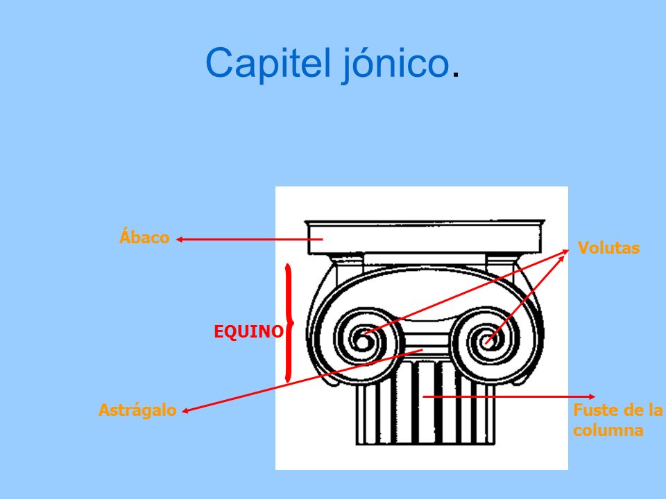 Capitel jónico. Ábaco Volutas EQUINO Astrágalo Fuste de la columna