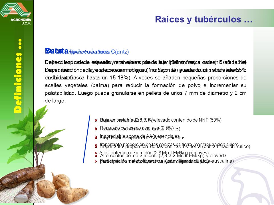 Definiciones … Raíces y tubérculos … Yuca (Manihot esculenta Crantz)