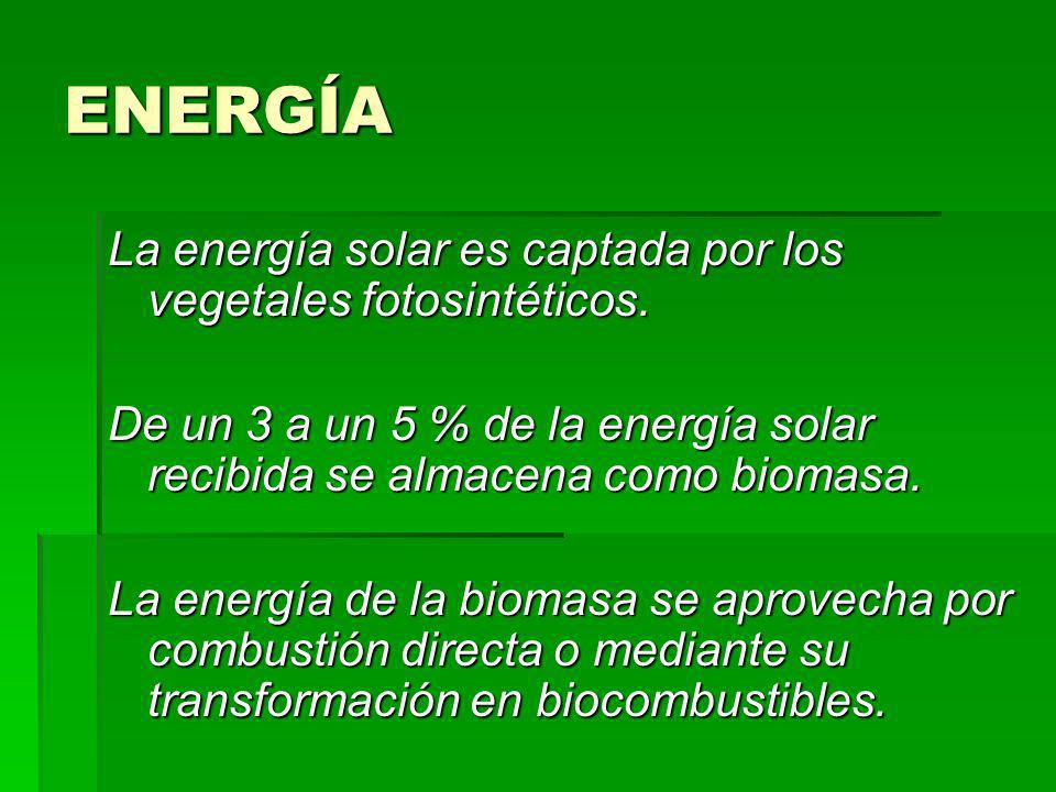 ENERGÍA La energía solar es captada por los vegetales fotosintéticos.
