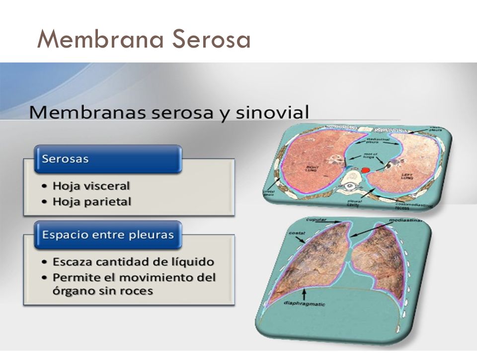 Membrana Serosa