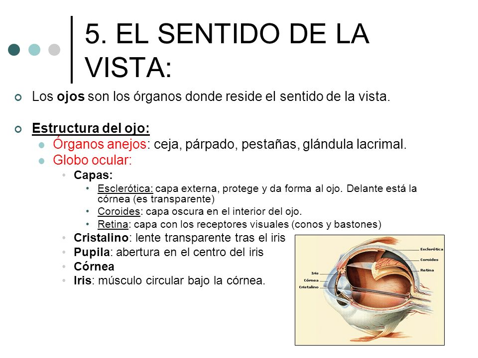 5. EL SENTIDO DE LA VISTA: Los ojos son los órganos donde reside el sentido de la vista. Estructura del ojo: