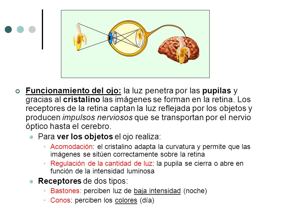 Funcionamiento del ojo: la luz penetra por las pupilas y gracias al cristalino las imágenes se forman en la retina. Los receptores de la retina captan la luz reflejada por los objetos y producen impulsos nerviosos que se transportan por el nervio óptico hasta el cerebro.
