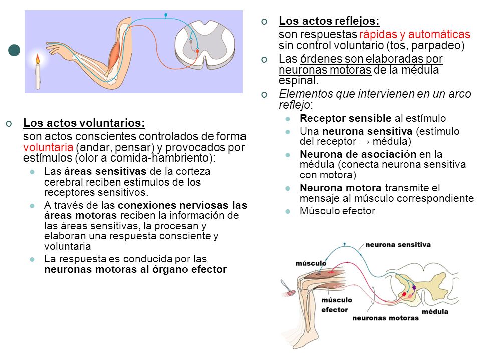 Las órdenes son elaboradas por neuronas motoras de la médula espinal.