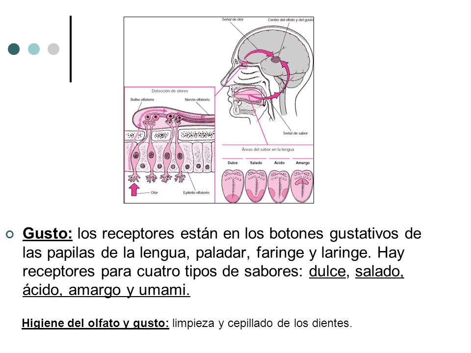 Gusto: los receptores están en los botones gustativos de las papilas de la lengua, paladar, faringe y laringe. Hay receptores para cuatro tipos de sabores: dulce, salado, ácido, amargo y umami.