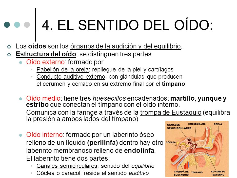 4. EL SENTIDO DEL OÍDO: Los oídos son los órganos de la audición y del equilibrio. Estructura del oído: se distinguen tres partes.