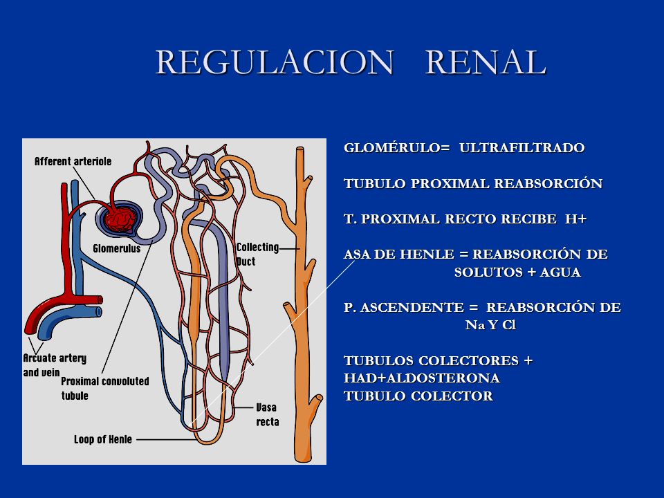 REGULACION RENAL GLOMÉRULO= ULTRAFILTRADO TUBULO PROXIMAL REABSORCIÓN