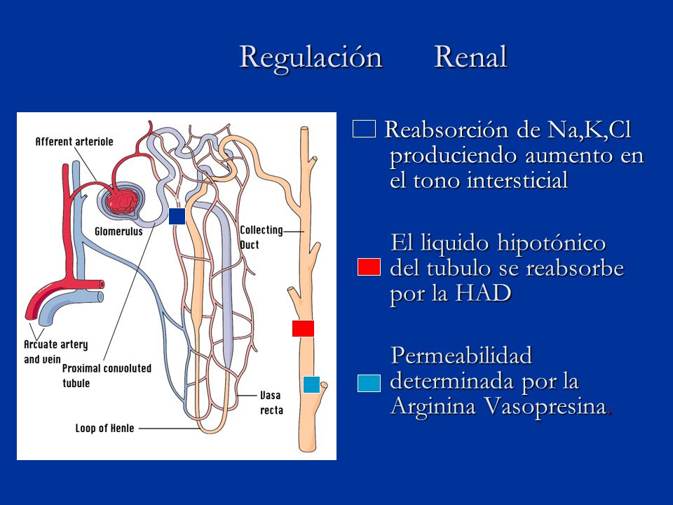 Regulación Renal Reabsorción de Na,K,Cl produciendo aumento en el tono intersticial. El liquido hipotónico del tubulo se reabsorbe por la HAD.
