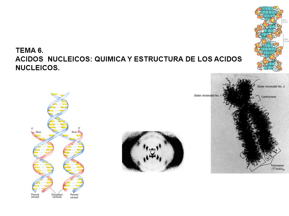 TEMA 6. ACIDOS NUCLEICOS: QUIMICA Y ESTRUCTURA DE LOS ACIDOS NUCLEICOS.