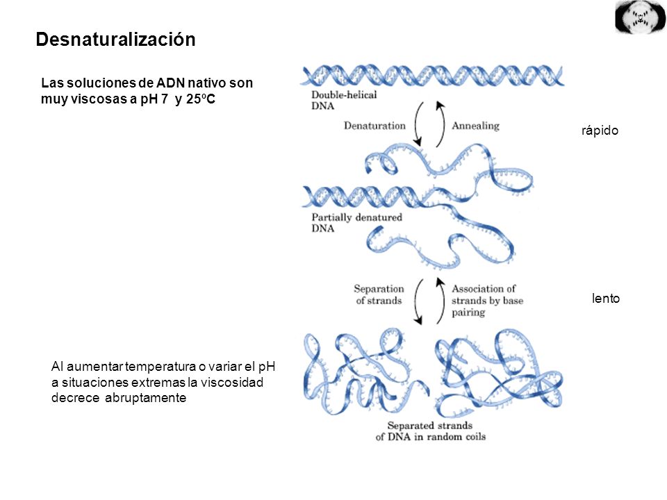 Desnaturalización Las soluciones de ADN nativo son muy viscosas a pH 7 y 25ºC. rápido. lento.