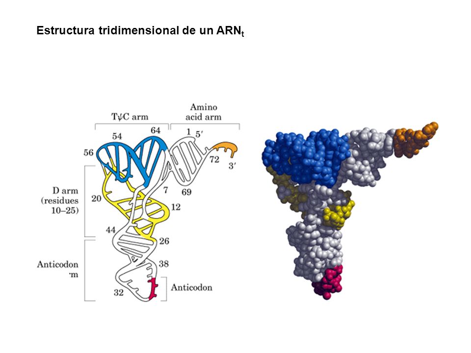 Estructura tridimensional de un ARNt