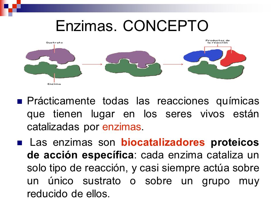 Enzimas. CONCEPTO Prácticamente todas las reacciones químicas que tienen lugar en los seres vivos están catalizadas por enzimas.