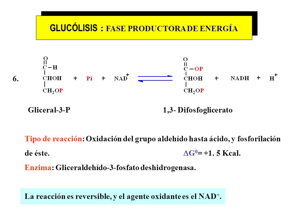 GLUCÓLISIS : FASE PRODUCTORA DE ENERGÍA