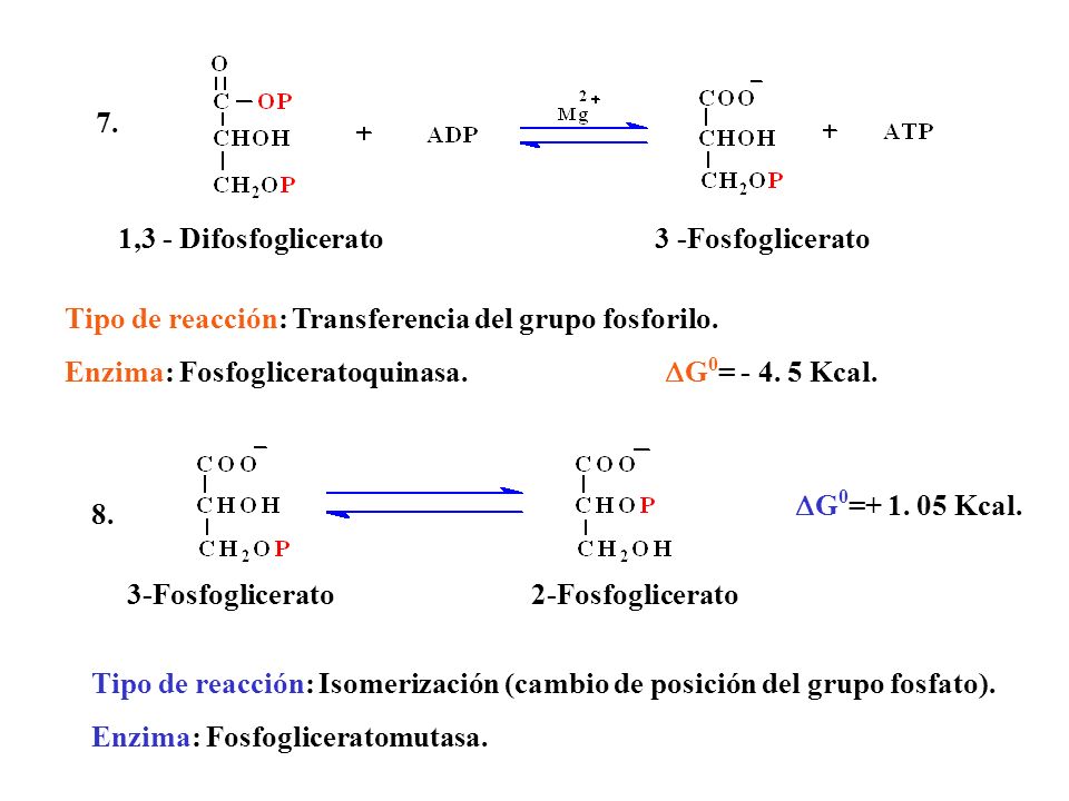 7. 1,3 - Difosfoglicerato 3 -Fosfoglicerato. Tipo de reacción: Transferencia del grupo fosforilo.