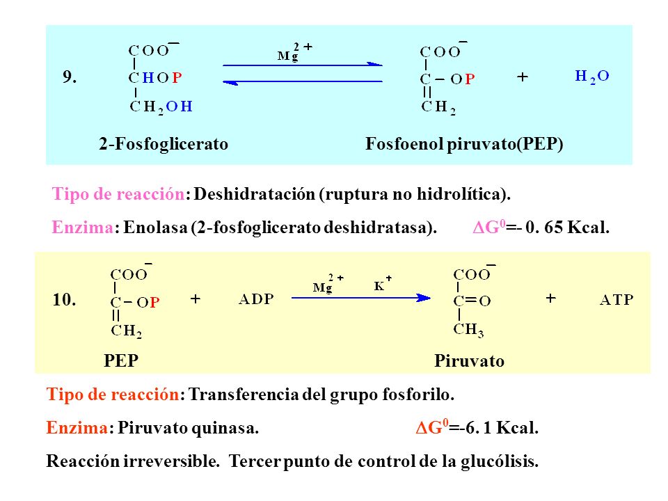 9. 2-Fosfoglicerato Fosfoenol piruvato(PEP) Tipo de reacción: Deshidratación (ruptura no hidrolítica).