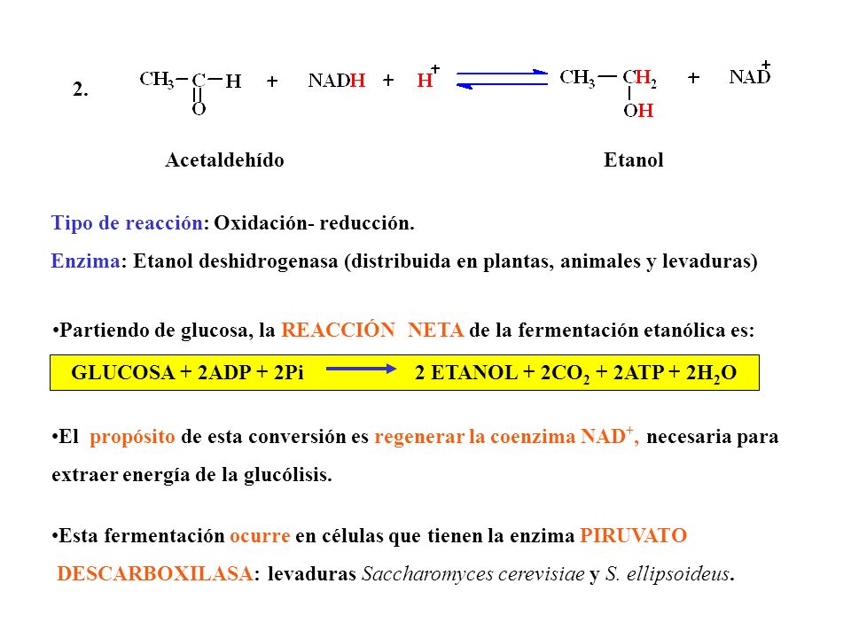 GLUCOSA + 2ADP + 2Pi 2 ETANOL + 2CO2 + 2ATP + 2H2O