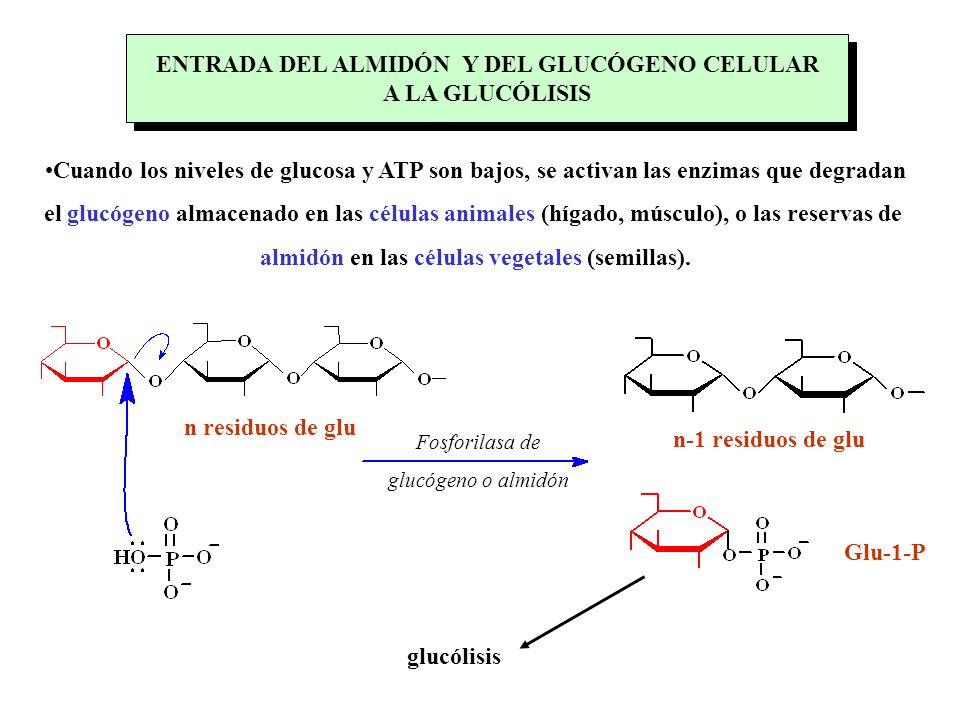 ENTRADA DEL ALMIDÓN Y DEL GLUCÓGENO CELULAR A LA GLUCÓLISIS