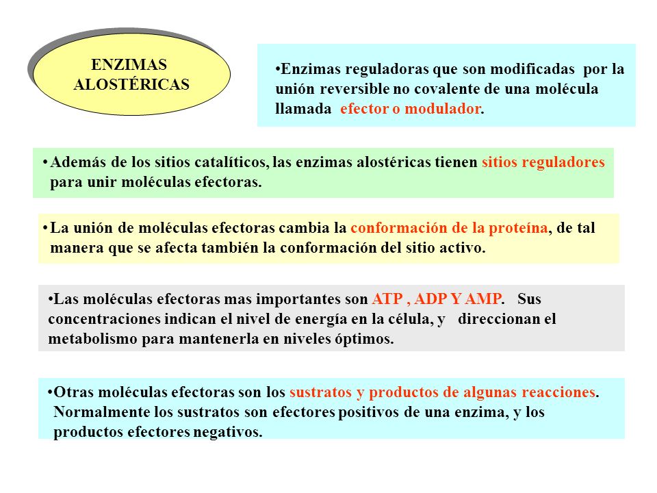 ENZIMAS ALOSTÉRICAS. Enzimas reguladoras que son modificadas por la unión reversible no covalente de una molécula llamada efector o modulador.
