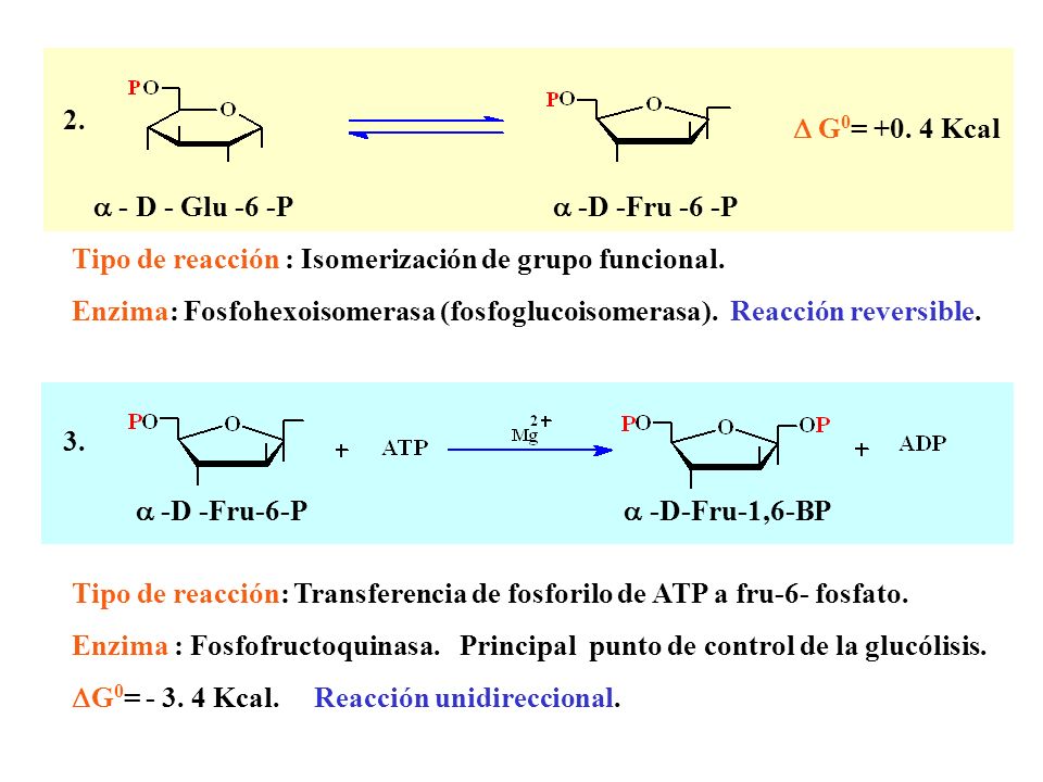 2.  G0= Kcal.  - D - Glu -6 -P  -D -Fru -6 -P. Tipo de reacción : Isomerización de grupo funcional.
