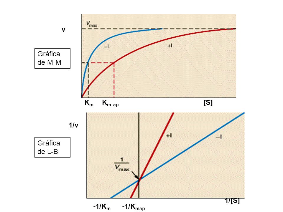 v Gráfica de M-M Km Km ap [S] 1/v Gráfica de L-B 1/[S] -1/Km -1/Kmap