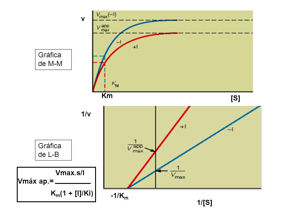 Km [S] v Gráfica de M-M -1/Km 1/[S] 1/v Gráfica de L-B Vmáx ap.= Vmax.s/I Km(1 + [I]/Ki)
