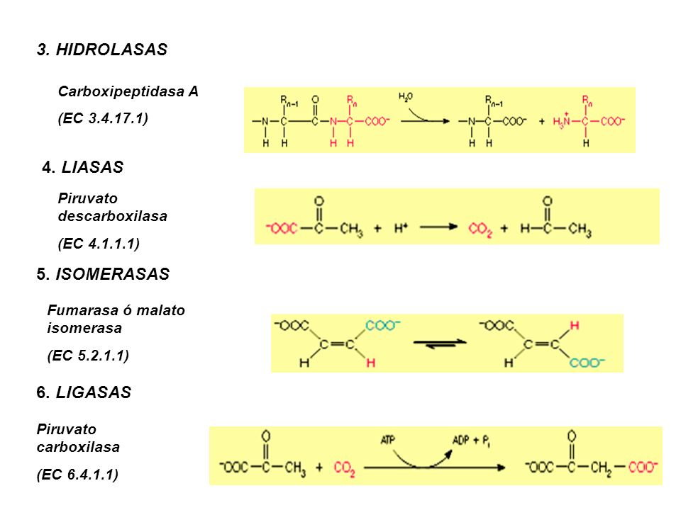 3. HIDROLASAS 4. LIASAS 5. ISOMERASAS 6. LIGASAS Carboxipeptidasa A