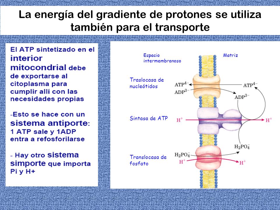 La energía del gradiente de protones se utiliza también para el transporte