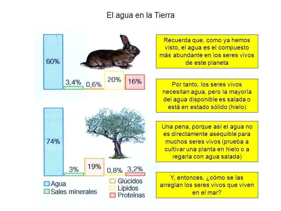 El agua en la Tierra Recuerda que, como ya hemos visto, el agua es el compuesto más abundante en los seres vivos de este planeta.