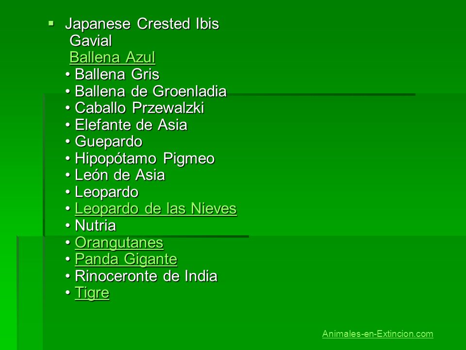 Japanese Crested Ibis Gavial Ballena Azul • Ballena Gris • Ballena de Groenladia • Caballo Przewalzki • Elefante de Asia • Guepardo • Hipopótamo Pigmeo • León de Asia • Leopardo • Leopardo de las Nieves • Nutria • Orangutanes • Panda Gigante • Rinoceronte de India • Tigre