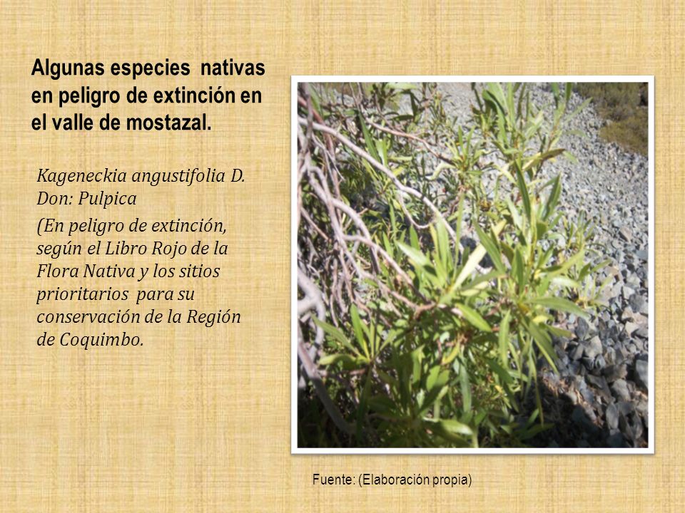 Algunas especies nativas en peligro de extinción en el valle de mostazal.
