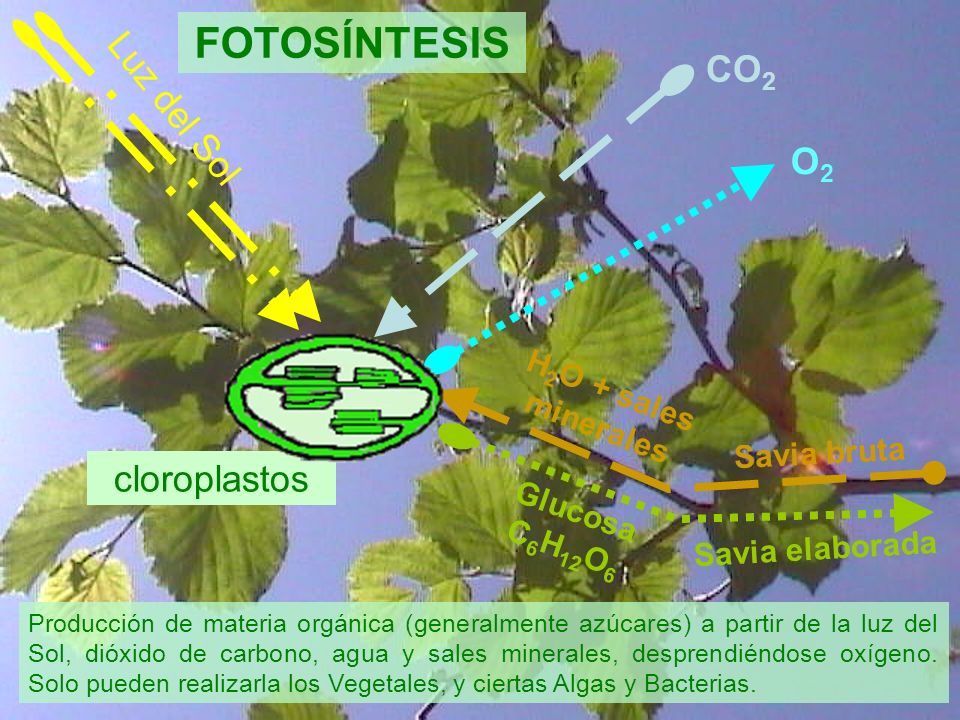 FOTOSÍNTESIS CO2 Luz del Sol O2 cloroplastos H2O + sales minerales