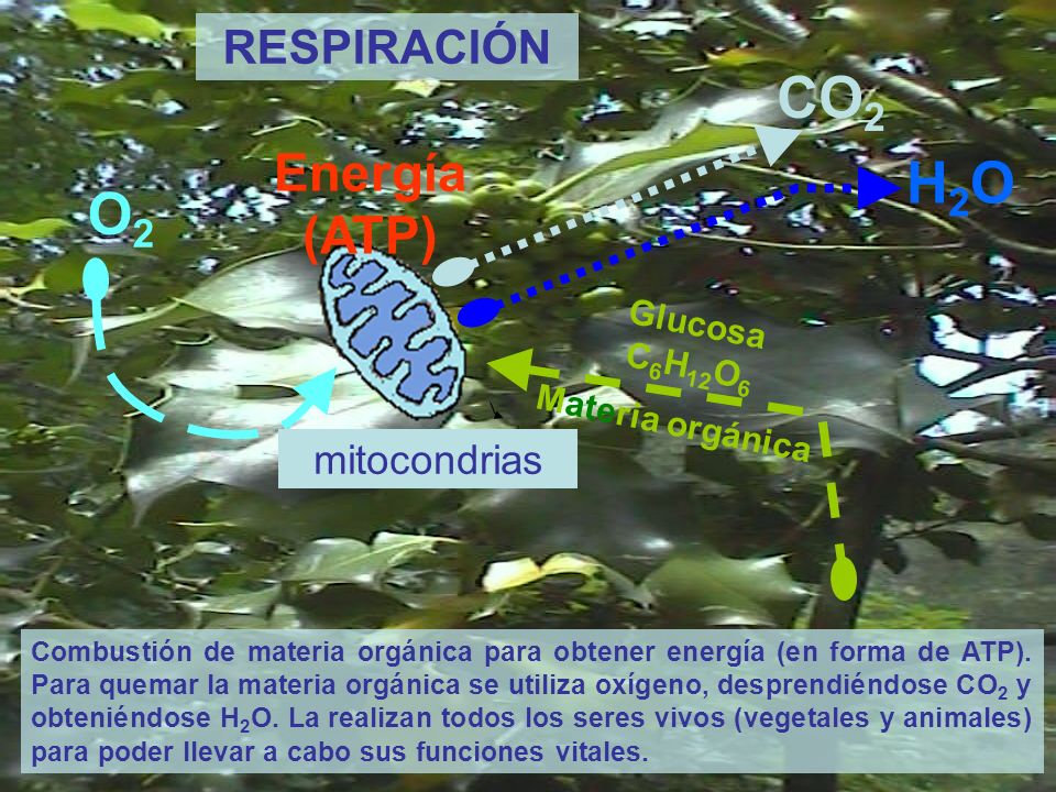 CO2 H2O O2 Energía (ATP) RESPIRACIÓN mitocondrias Glucosa C6H12O6