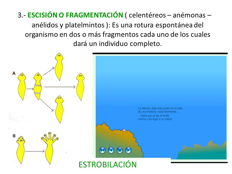 3.- ESCISIÓN O FRAGMENTACIÓN ( celentéreos – anémonas – anélidos y platelmintos ): Es una rotura espontánea del organismo en dos o más fragmentos cada uno de los cuales dará un individuo completo.